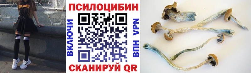 Галлюциногенные грибы Psilocybe  где купить наркоту  кракен ССЫЛКА  Гдов 